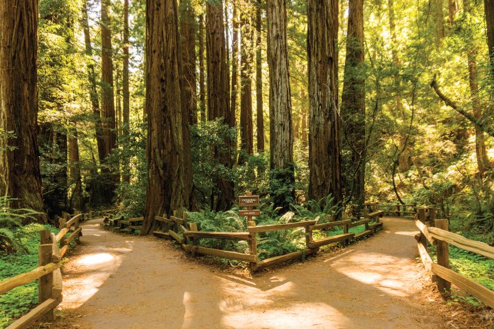 Visit Muir Woods National Monument things to do in California