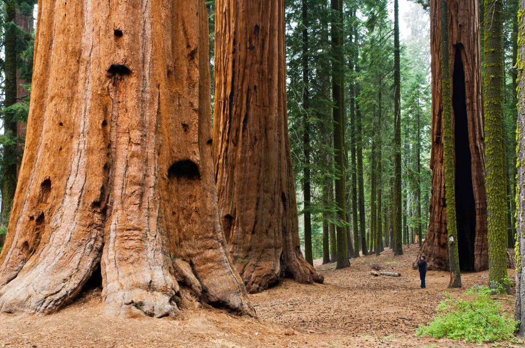 Visit Unique Sequoia National Park, Things to do in California