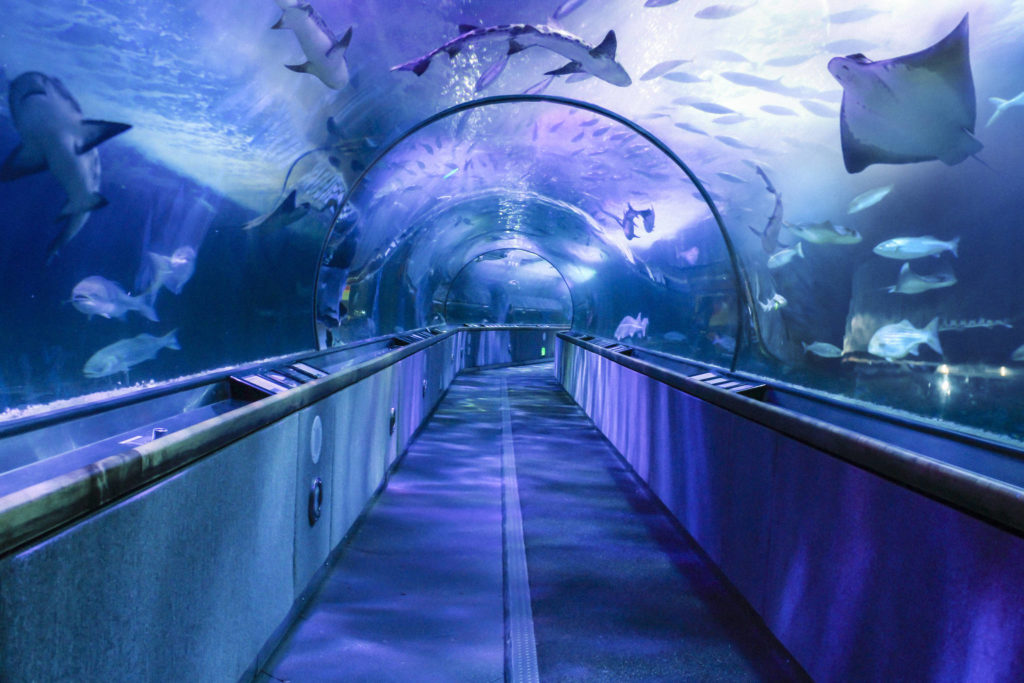 Visit the Aquarium of the Bay in San Fransisco, California