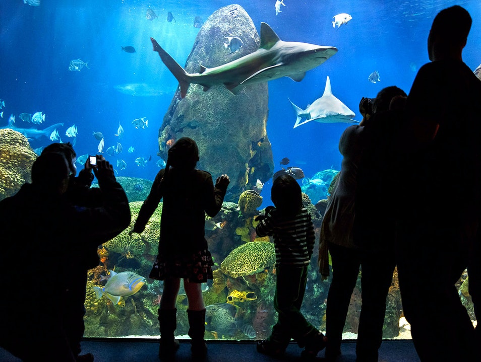 Tennessee Aquarium in Chattanooga