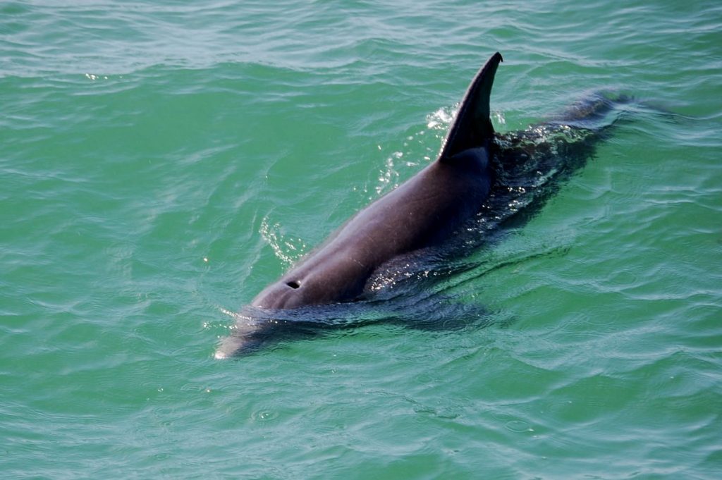 Dolphin Tour in Tampa Bay