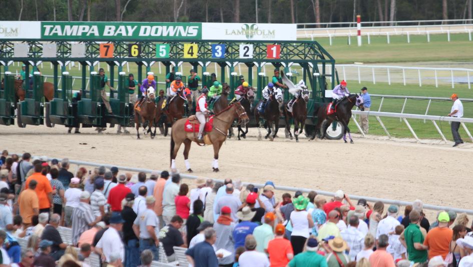 Watch Horse Racing in Tampa Bay Downs