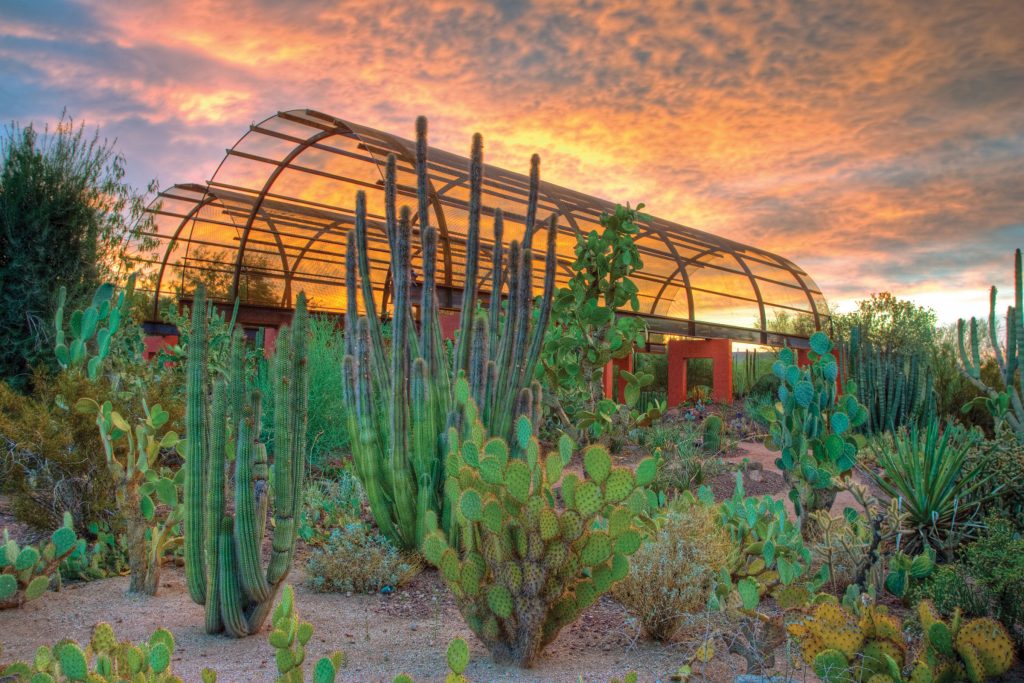 Desert Botanical Garden Scottsdale Arizona