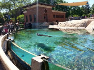 60 Awesome Things to do in Chicago, Illinois, USA - Traveladvo