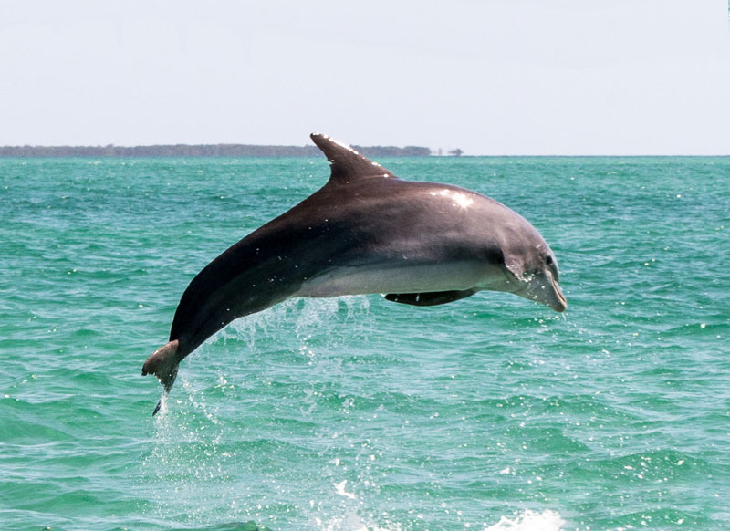 Wild About Dolphins Tour Key West 