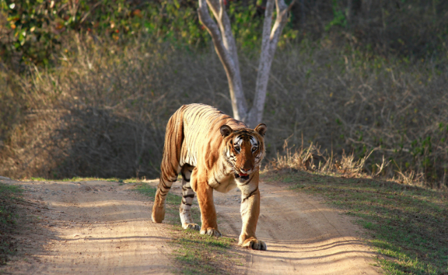 Bandipur Tiger Reserve and National Park