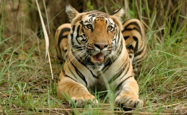 Kanha Tiger Reserve, Madhya Pradesh