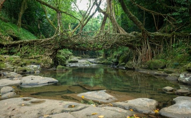 The Root Bridges Cherrapungee