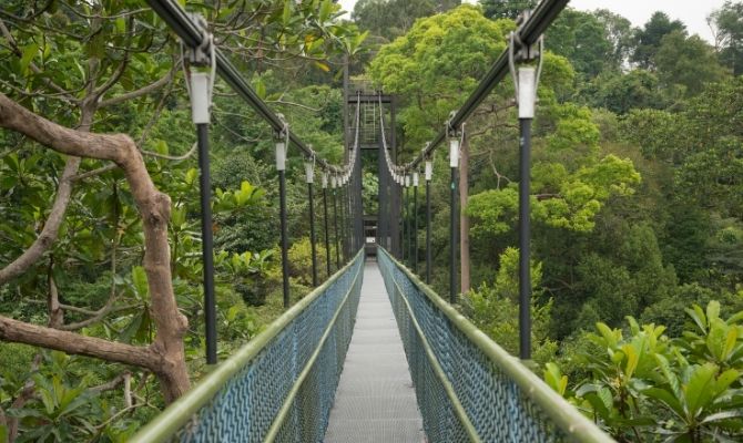 MacRitchie Treetop Walk Singapore