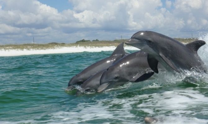 Things to do in Destin Florida Dolphin Cruise Destin