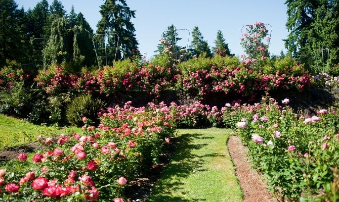 International Rose Test Garden, Portland OR