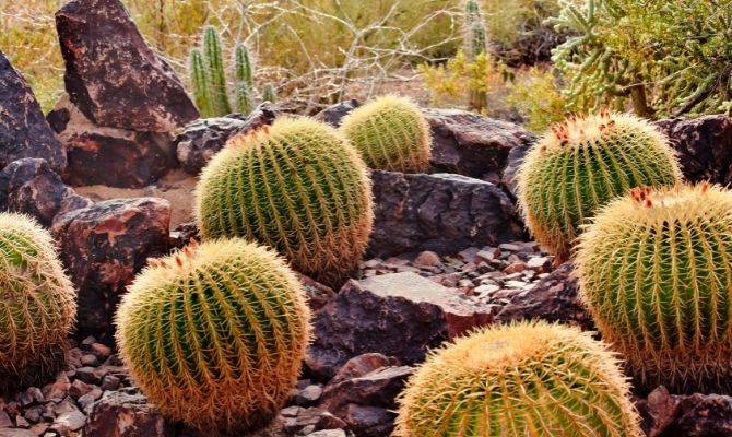 Desert Botanical Garden, Phoenix Arizona