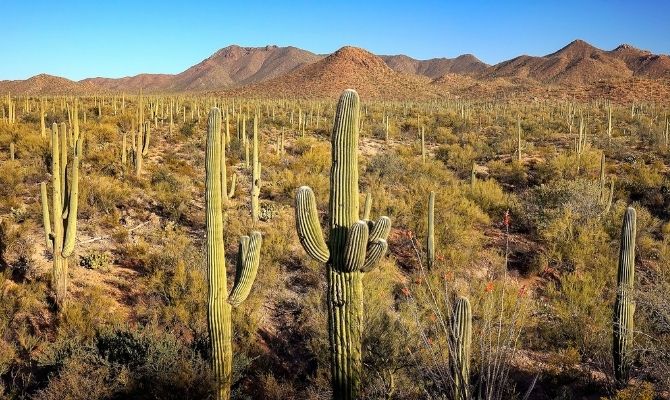 Saguaro National Park, Tucson Arizona