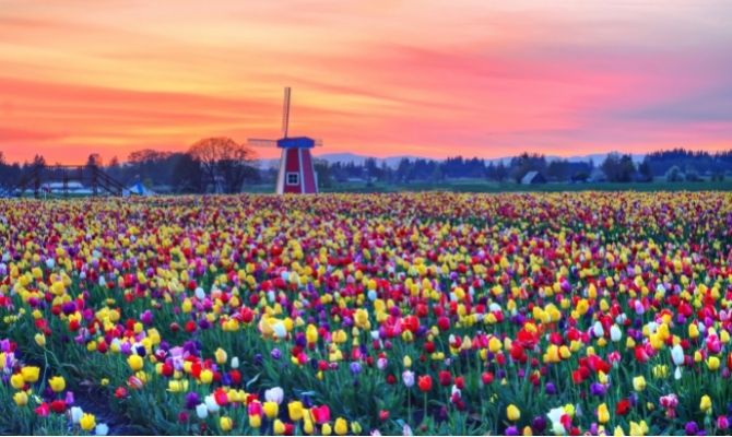 Things to Do in Oregon Wooden Shoe Tulip Farm & Vineyard
