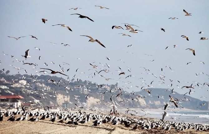 Birds on Zuma Beach