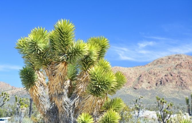 National Parks in California Mojave National Preserve