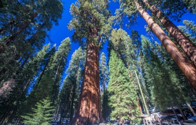 Sequoia National Park, California 