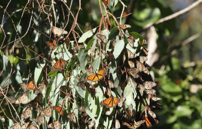 monarch butterflies in Natural Bridges State Beach Park