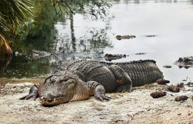 Alligator Adventure — North Myrtle Beach: Best Things to Do in South Carolina