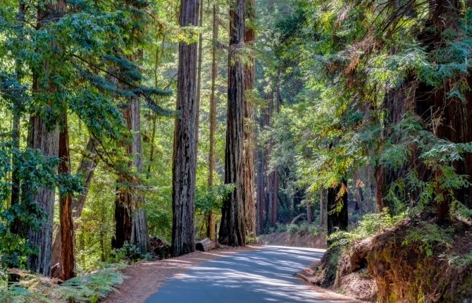 Big Basin Redwoods State Park in California
