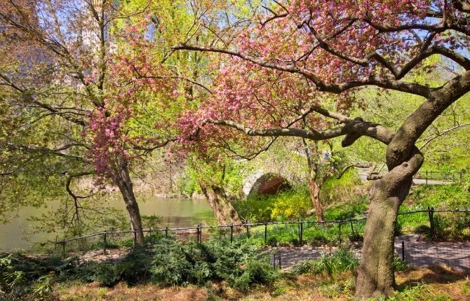 Central Park NYC