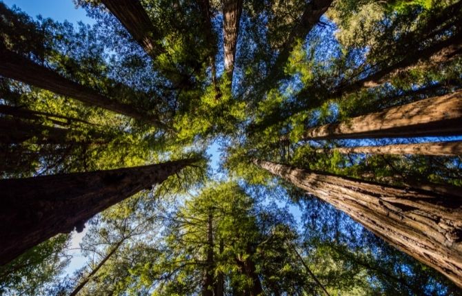 Henry Cowell Redwoods State Park