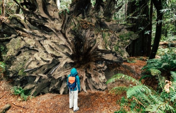 Humboldt Redwoods State Park in California