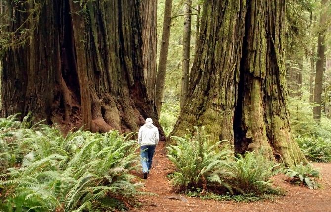 Jedediah Smith Redwoods State Park in California