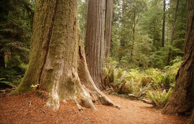 Redwoods National and State Parks CA