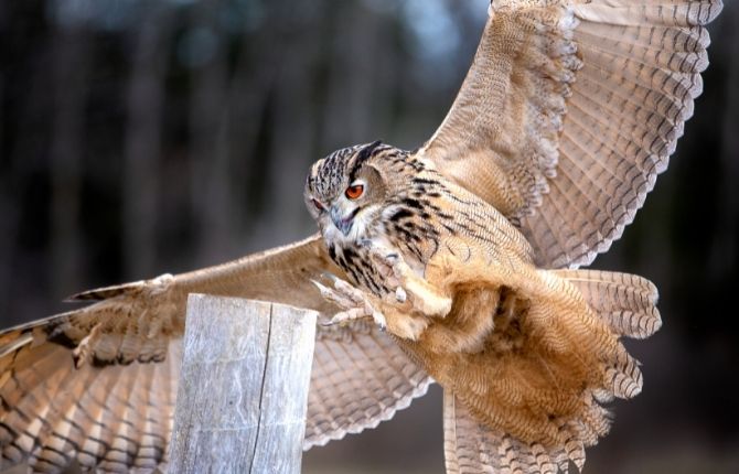 The Avian Conservation Center & Center for Birds of Prey, Awendaw