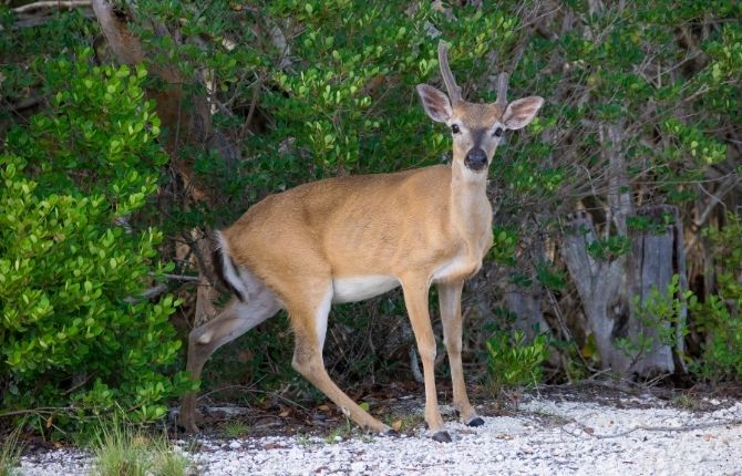National Key Deer Refuge, Big Pine Key