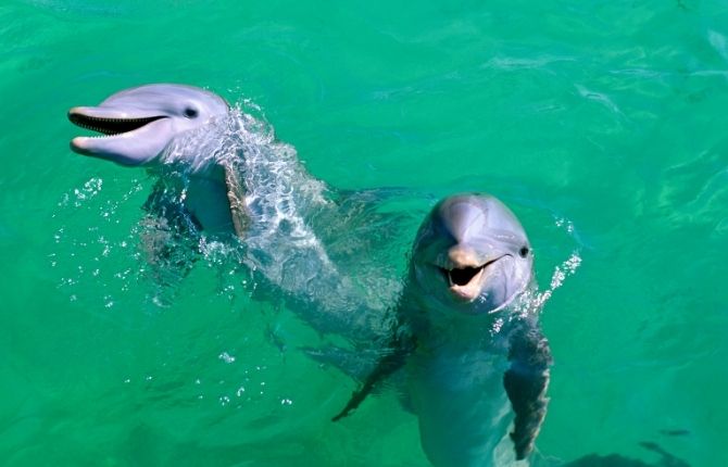 Dolphin Discovery Isla Mujeres 