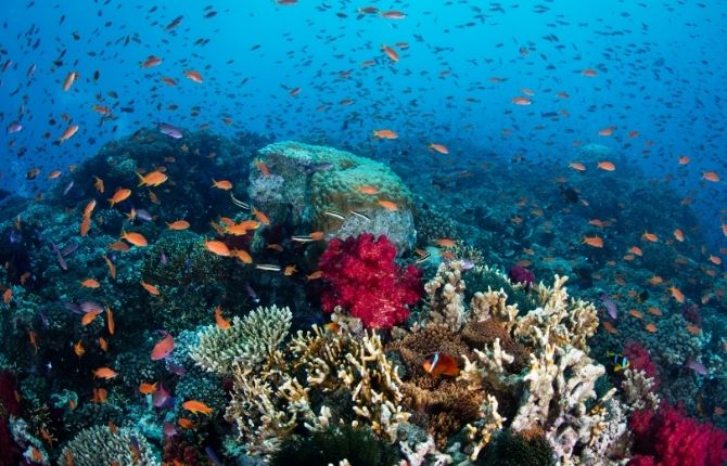 coral reefs in Fiji