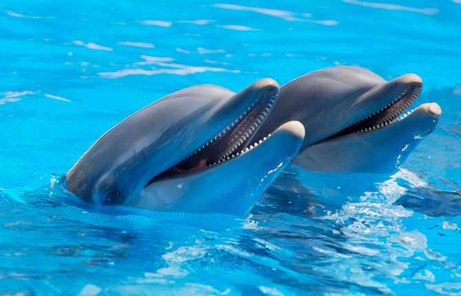 Things to do in Los Cabos Cabo Dolphins