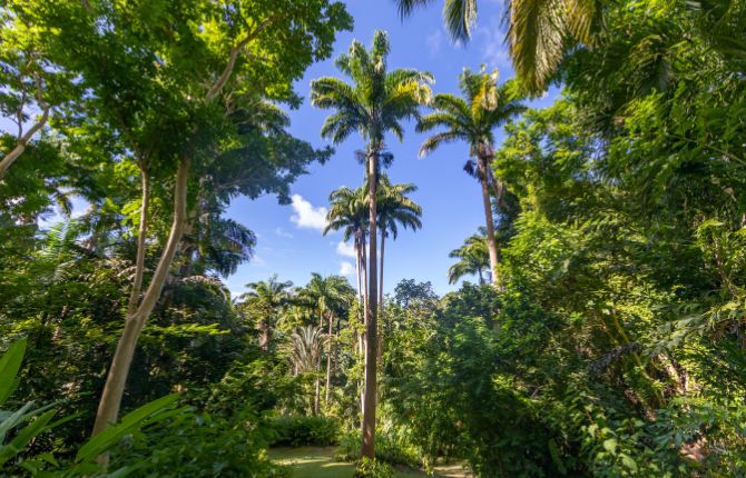 Flower Forest Botanical Gardens — Melvin Hill, St. Joseph