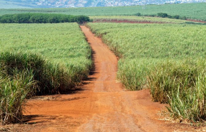 sugarcane plantations in Caribbean