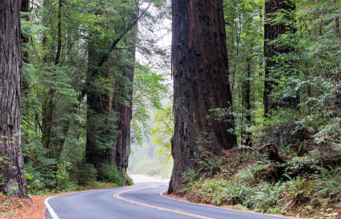 red woods road trips in Northern california