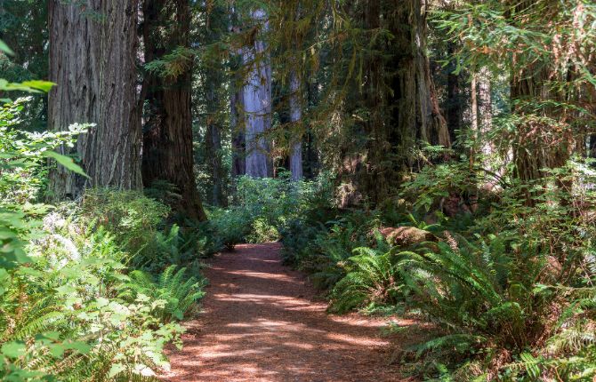 road trips around Northern California Redwood National and State Parks