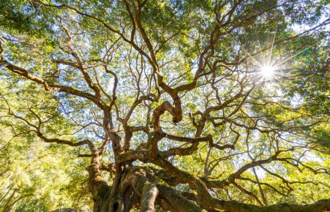 Angel Oak — Johns Island: Best Things to Do in South Carolina
