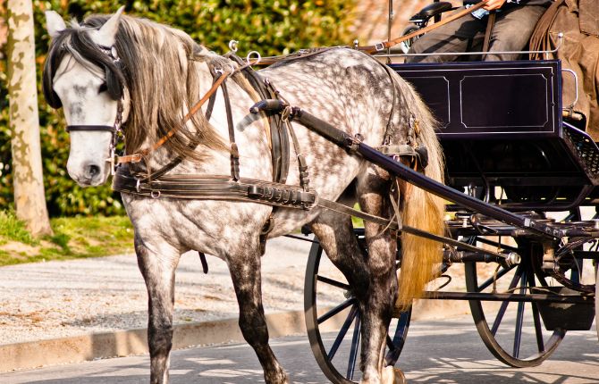 Charleston’s Old South Carriage Historic Horse & Carriage Tour — Charleston 