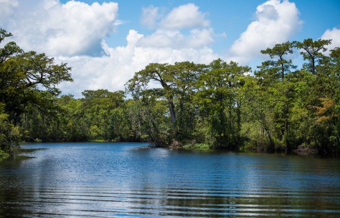 Waccamaw River Nature and Wildlife Tour — Myrtle Beach